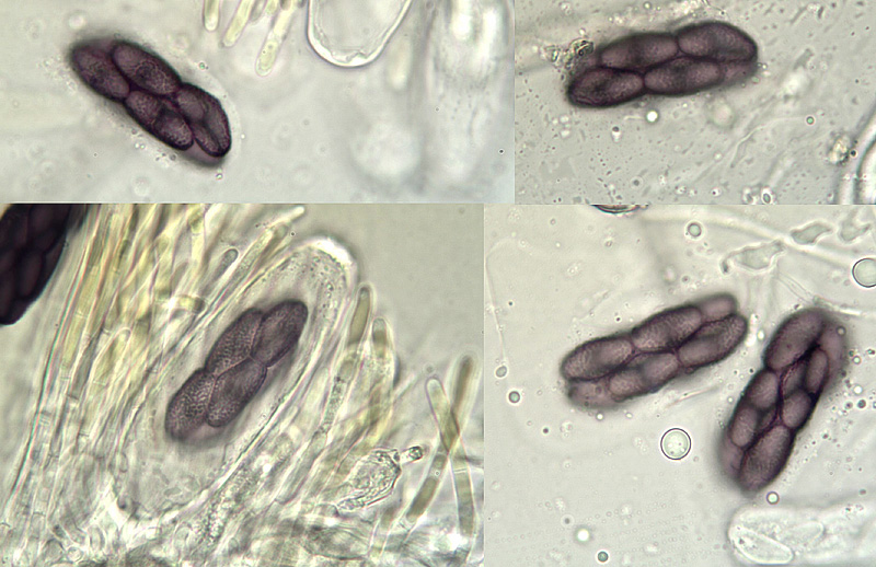 Saccobolus minimus micro